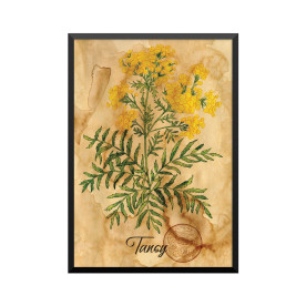 Plakat: Samiramay, 'Tansy'