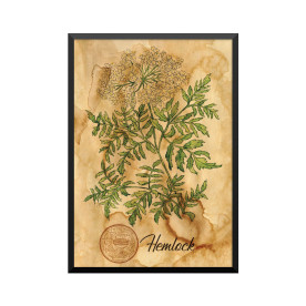 Plakat: Samiramay, 'Hemlock'