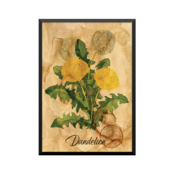 Plakat: Samiramay, 'Dandelion'