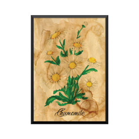 Plakat: Samiramay, 'Chamomile'