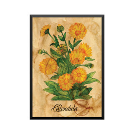 Plakat: Samiramay, 'Calendula'