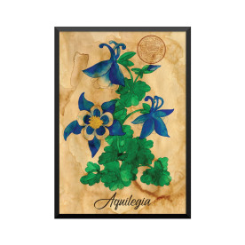 Plakat: Samiramay, 'Aquilegia'