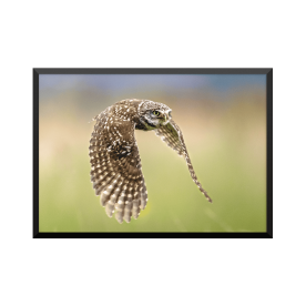 Plakat: Little Owl