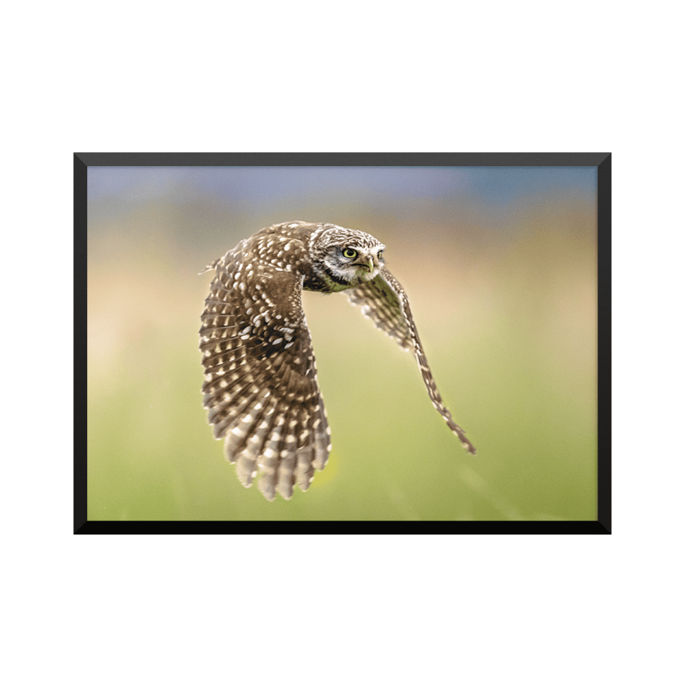 Plakat: Little Owl