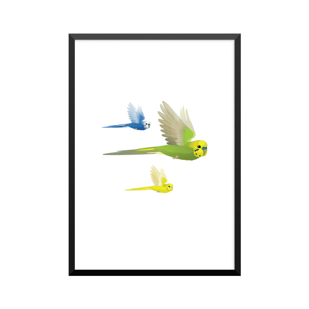 Plakat: Undulater