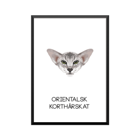 Plakat: Orientalsk korthårskat