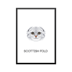 Plakat: Scottish Fold