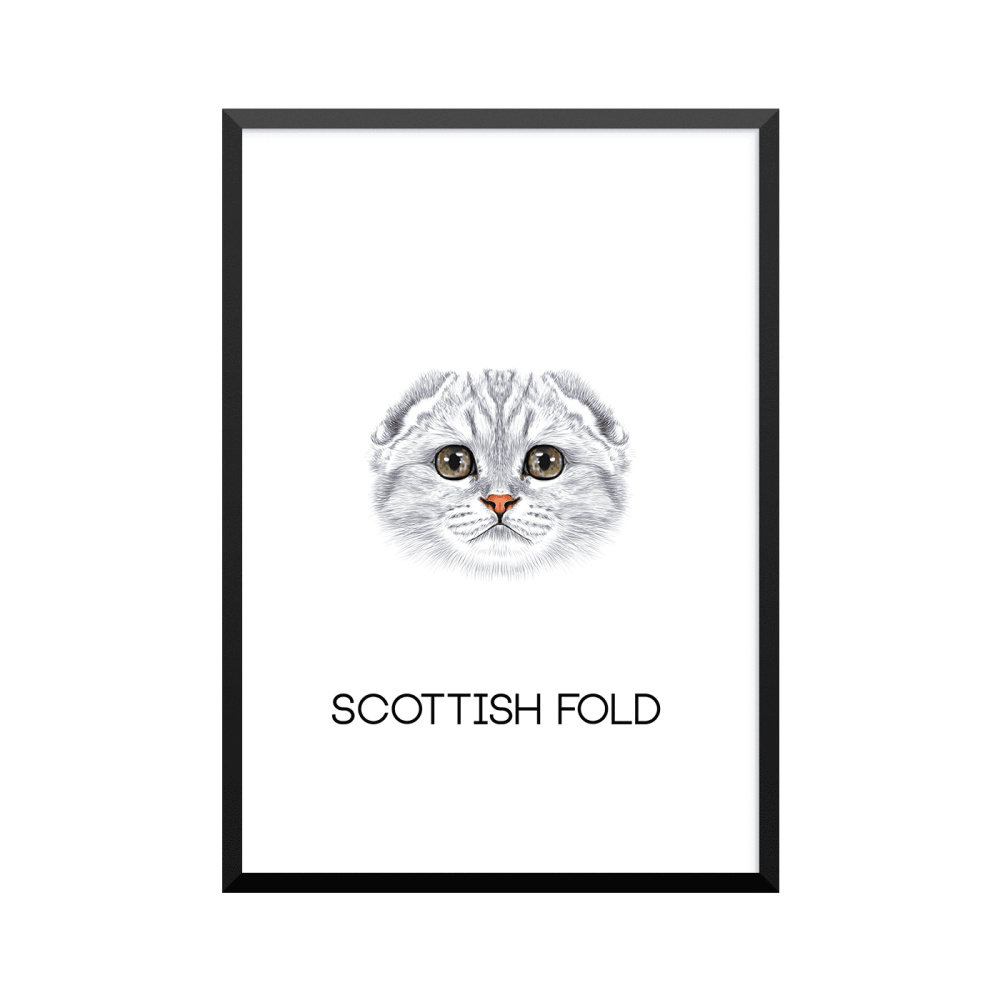 Plakat: Scottish Fold