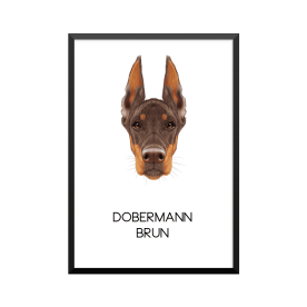 Plakat: Dobermann, brun