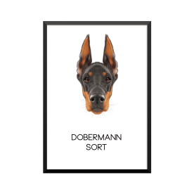 Plakat: Dobermann, sort
