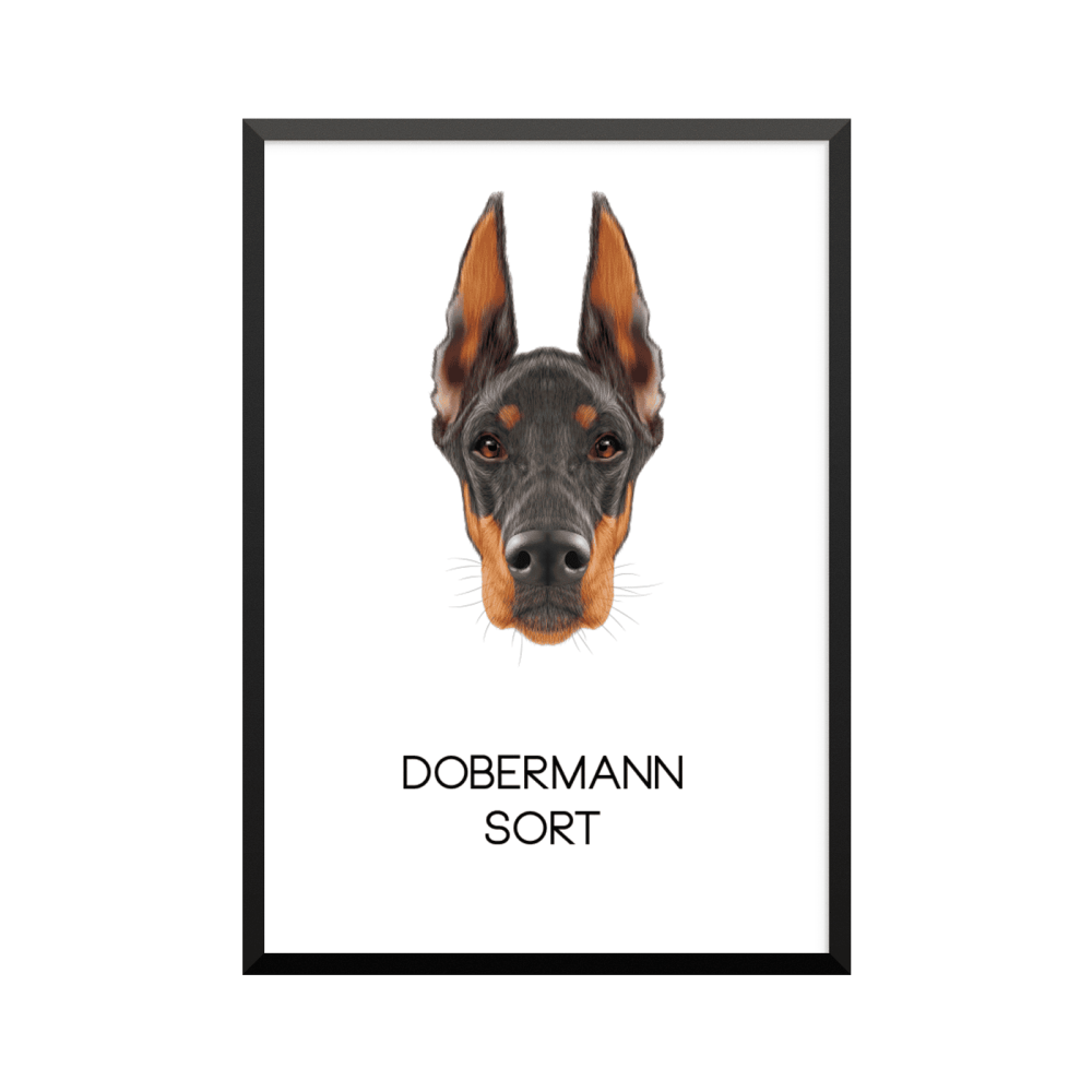 Plakat: Dobermann, sort
