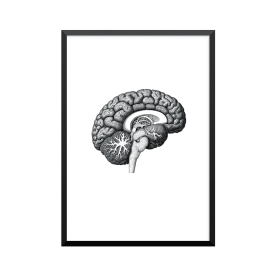 Plakat: Anatomical Brain,...