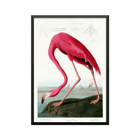 Plakat: John James Audubon, kunsttryk, 'American Flamingo', 1827